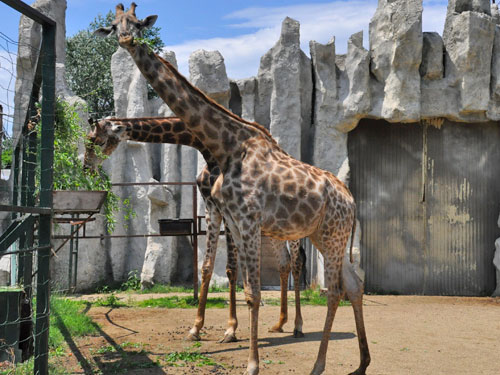 https://mdw-travel-data-us-east-1.s3.amazonaws.com/img/country/Russia/Krasnodar-Safari-Park/img_01.jpg