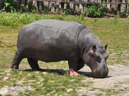 https://mdw-travel-data-us-east-1.s3.amazonaws.com/img/country/Russia/Krasnodar-Safari-Park/img_03.jpg