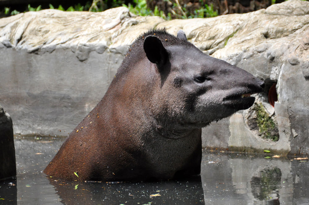 https://mdw-travel-data-us-east-1.s3.amazonaws.com/img/country/Russia/Krasnodar-Safari-Park/img_04.jpg