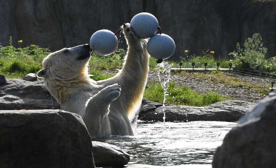 https://mdw-travel-data-us-east-1.s3.amazonaws.com/img/country/Russia/Leningrad-Zoo/img_03.jpg