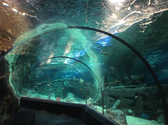 https://mdw-travel-data-us-east-1.s3.amazonaws.com/img/country/Russia/Sochi-Discovery-World-Aquarium/img_03.jpg