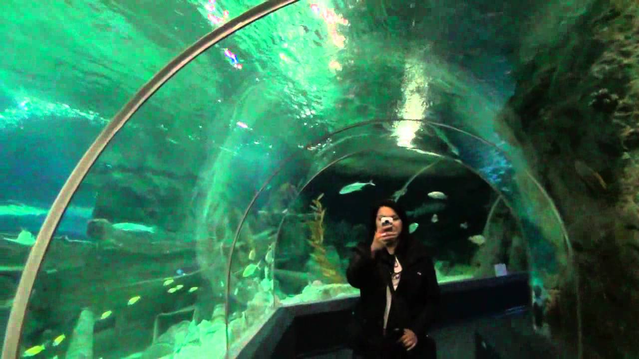 https://mdw-travel-data-us-east-1.s3.amazonaws.com/img/country/Russia/Sochi-Discovery-World-Aquarium/img_04.jpg