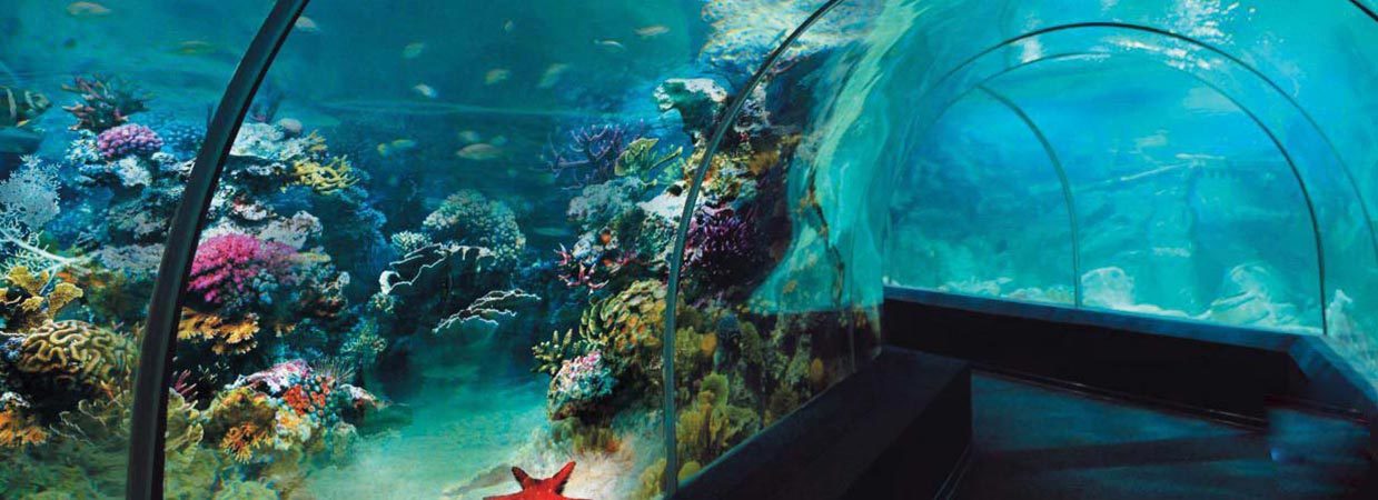 https://mdw-travel-data-us-east-1.s3.amazonaws.com/img/country/Russia/Sochi-Discovery-World-Aquarium/img_05.jpg