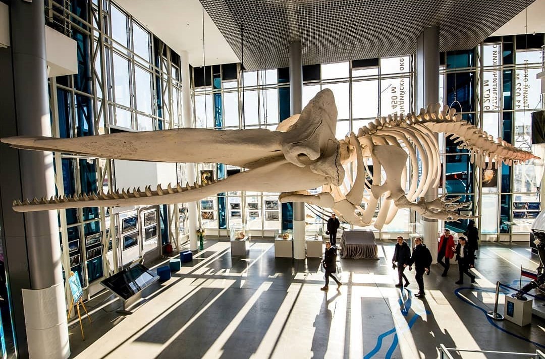 https://mdw-travel-data-us-east-1.s3.amazonaws.com/img/country/Russia/World-Ocean-Museum/img_02.jpg