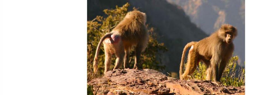 https://mdw-travel-data-us-east-1.s3.amazonaws.com/img/country/Saudi-Arabia/Al-Soudah-Park-Cable-Car/img_00.jpg
