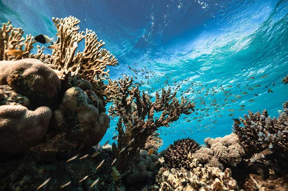 https://mdw-travel-data-us-east-1.s3.amazonaws.com/img/country/Saudi-Arabia/Coral-Island/img_00.jpg