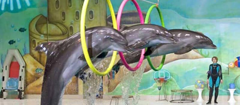 https://mdw-travel-data-us-east-1.s3.amazonaws.com/img/country/Saudi-Arabia/Dolphin-Park/img_03.jpg