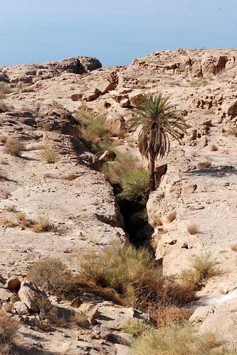 https://mdw-travel-data-us-east-1.s3.amazonaws.com/img/country/Saudi-Arabia/Ibex-Reserve/img_00.jpg