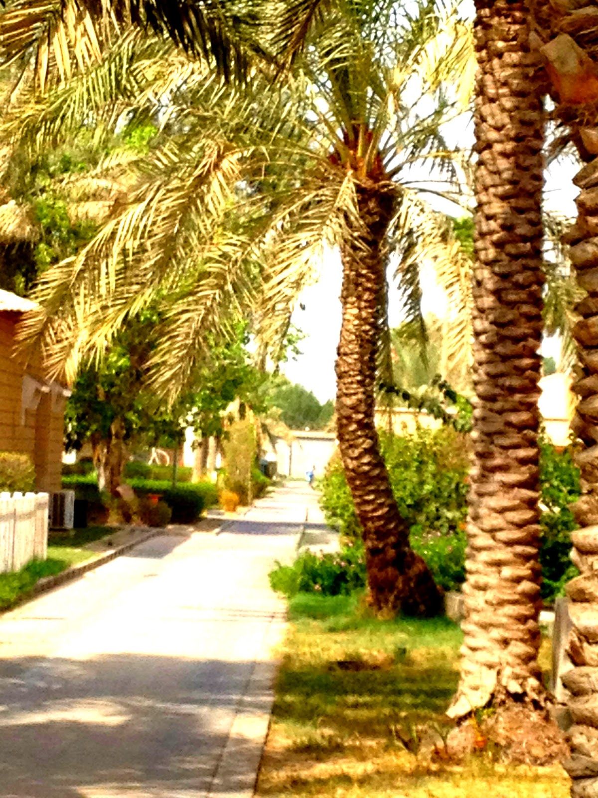 https://mdw-travel-data-us-east-1.s3.amazonaws.com/img/country/Saudi-Arabia/Jubail-Nature-Reserve/img_01.jpg