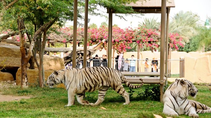 https://mdw-travel-data-us-east-1.s3.amazonaws.com/img/country/Saudi-Arabia/Riyadh-Zoo/img_02.jpg