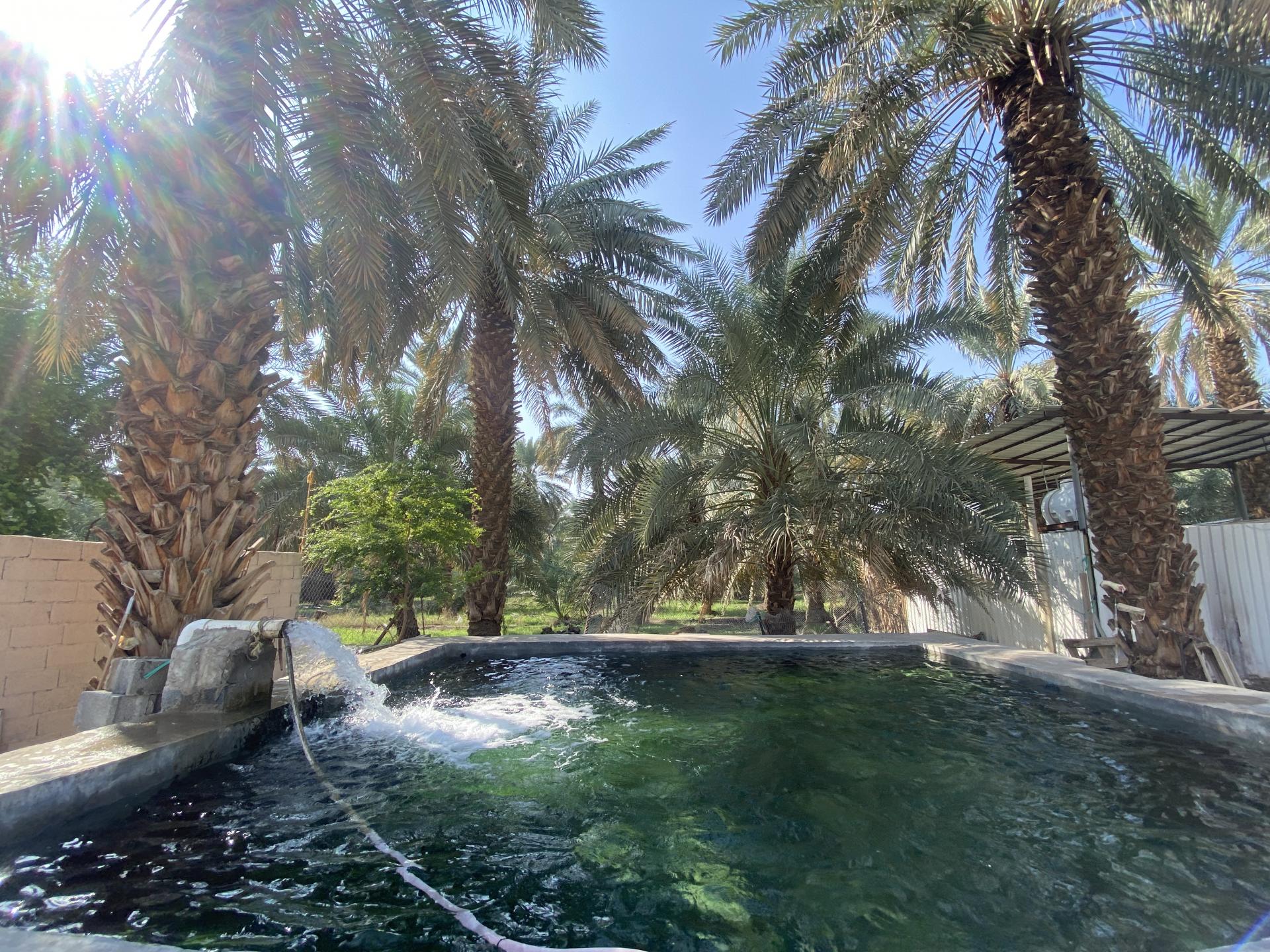 https://mdw-travel-data-us-east-1.s3.amazonaws.com/img/country/Saudi-Arabia/Salman-Al-Farsi-Mosque-Garden/img_01.jpg
