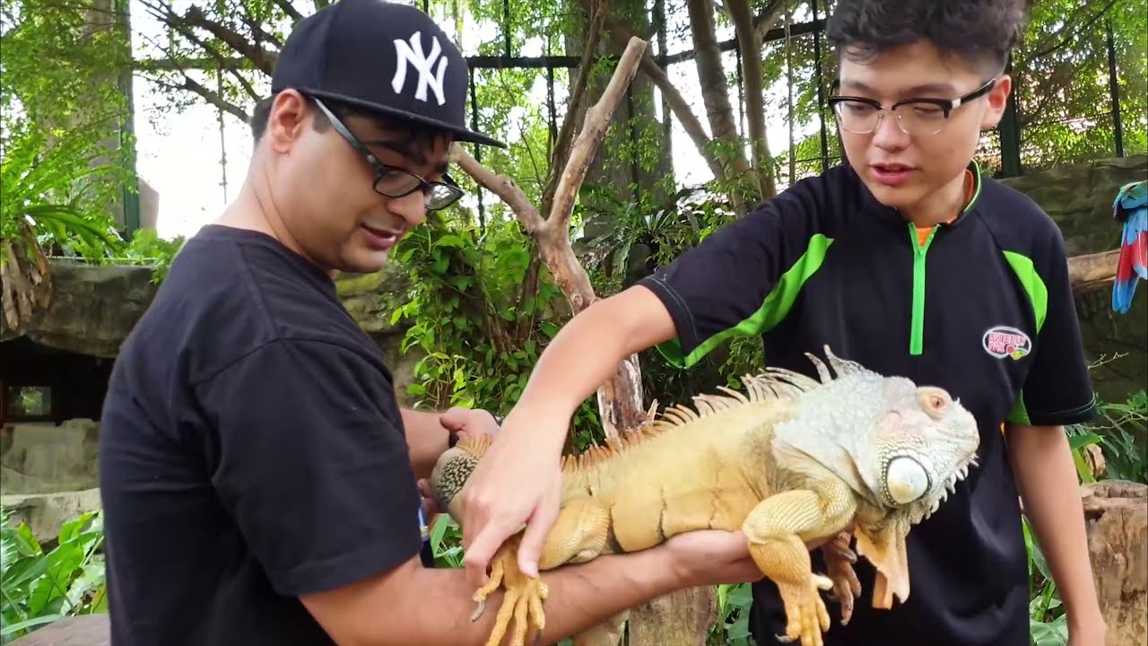 https://mdw-travel-data-us-east-1.s3.amazonaws.com/img/country/Singapore/Butterfly-Park-&-Insect-Kingdom/img_02.jpg