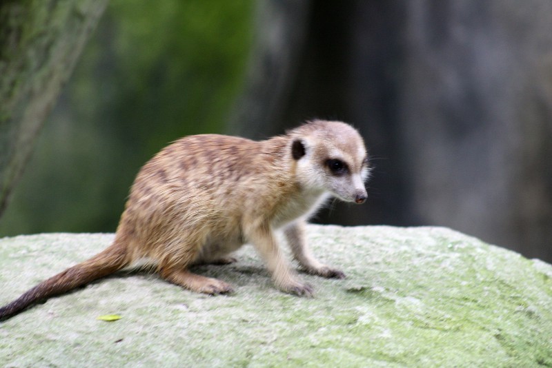 https://mdw-travel-data-us-east-1.s3.amazonaws.com/img/country/Singapore/CreatureS/img_02.jpg