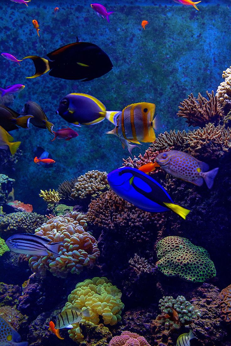 https://mdw-travel-data-us-east-1.s3.amazonaws.com/img/country/Singapore/CreatureS/img_03.jpg