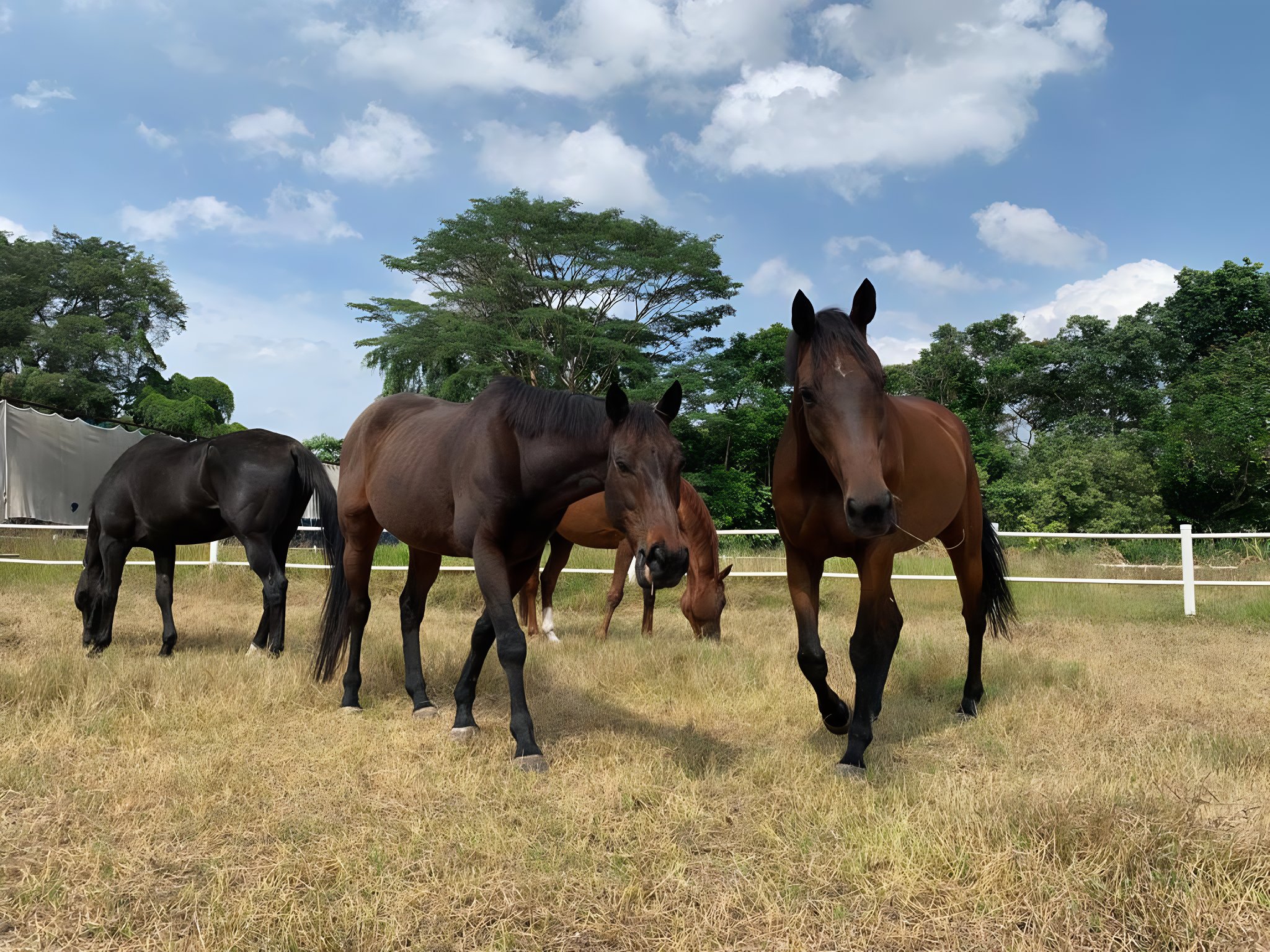 https://mdw-travel-data-us-east-1.s3.amazonaws.com/img/country/Singapore/Gallop-Stable/img_02.jpg