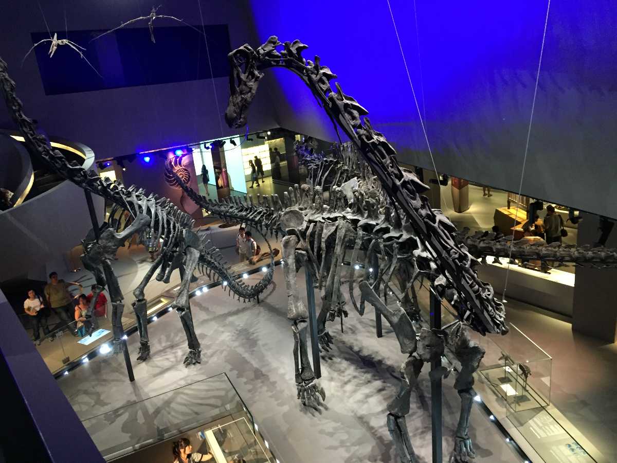https://mdw-travel-data-us-east-1.s3.amazonaws.com/img/country/Singapore/Lee-Kong-Chian-Natural-History-Museum/img_02.jpg