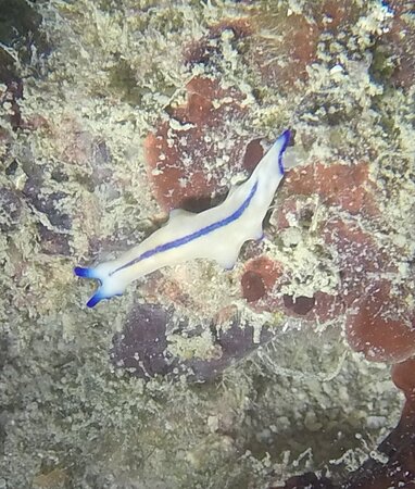 https://mdw-travel-data-us-east-1.s3.amazonaws.com/img/country/Singapore/Pulau-Hantu/img_04.jpg
