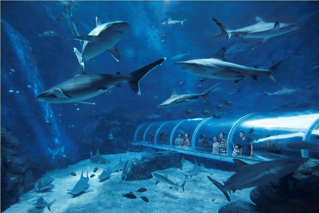 https://mdw-travel-data-us-east-1.s3.amazonaws.com/img/country/Singapore/SEA-Aquarium/img_00.jpg