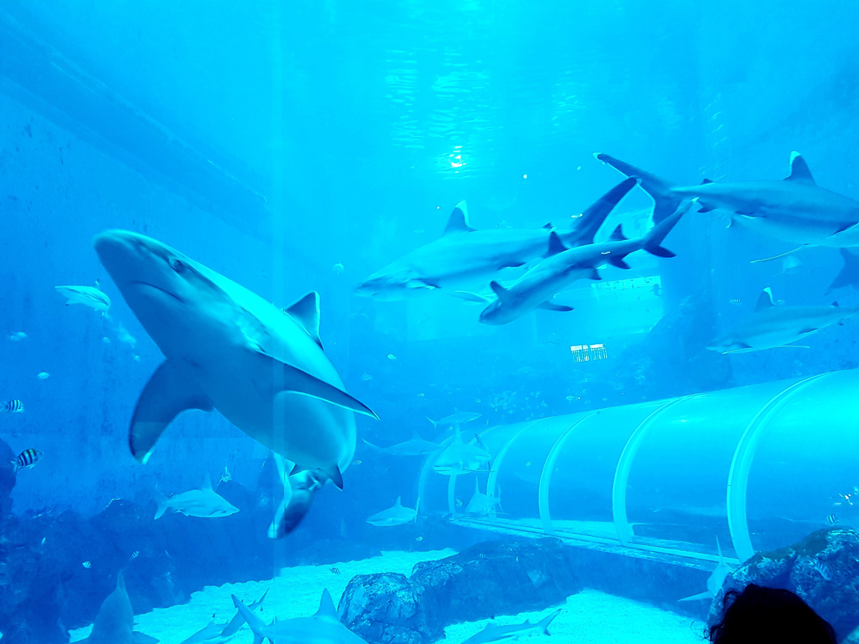 https://mdw-travel-data-us-east-1.s3.amazonaws.com/img/country/Singapore/SEA-Aquarium/img_01.jpg