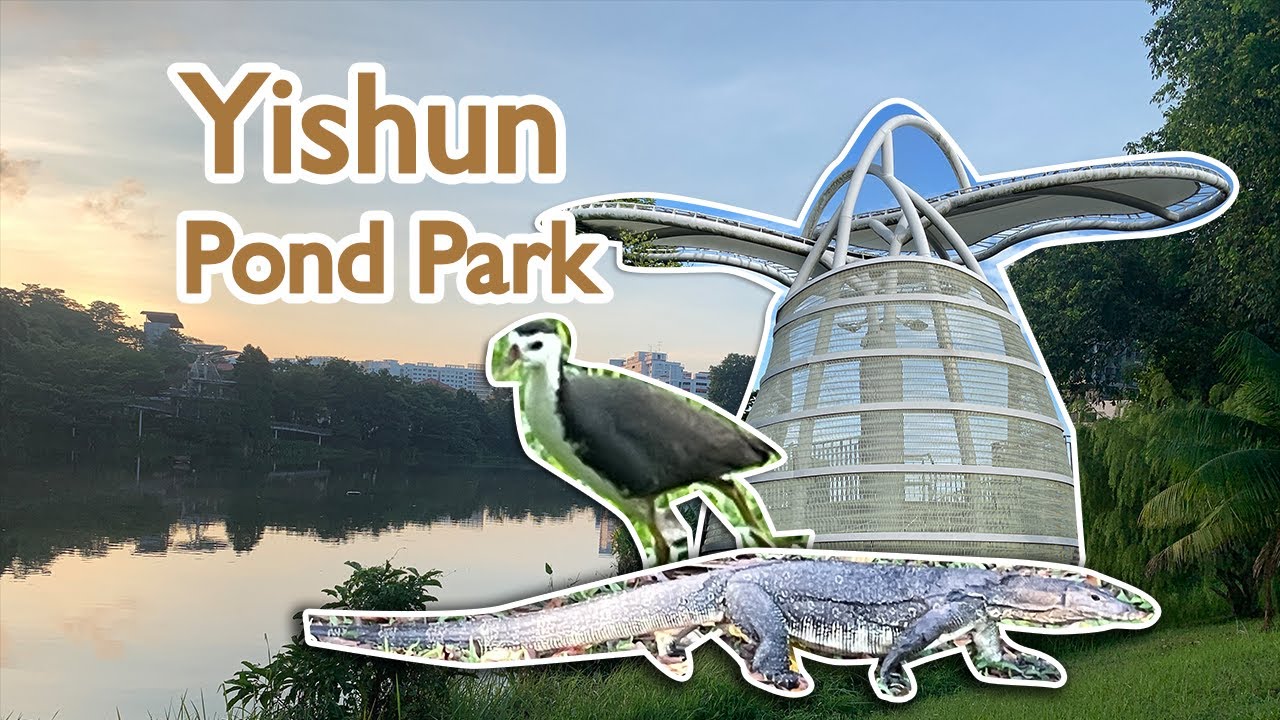 https://mdw-travel-data-us-east-1.s3.amazonaws.com/img/country/Singapore/Skateline-@-Yishun-Pond/img_02.jpg