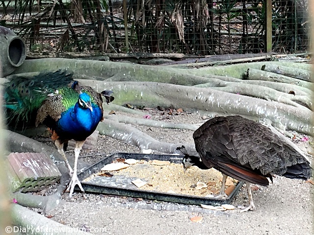 https://mdw-travel-data-us-east-1.s3.amazonaws.com/img/country/Singapore/The-Animal-Resort/img_01.jpg