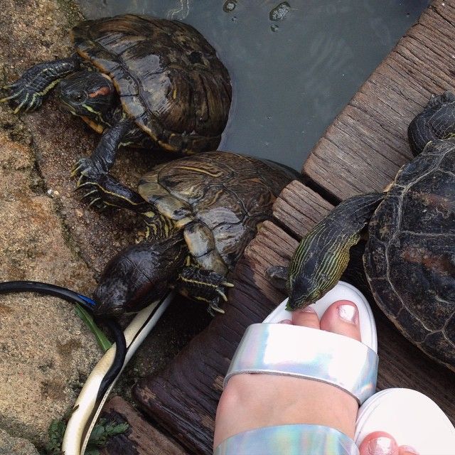 https://mdw-travel-data-us-east-1.s3.amazonaws.com/img/country/Singapore/The-Live-Turtle-and-Tortoise-Museum/img_00.jpg