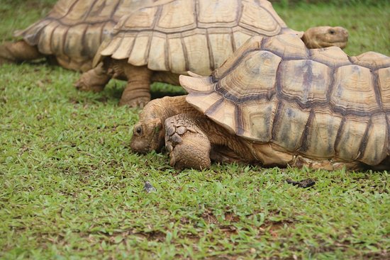 https://mdw-travel-data-us-east-1.s3.amazonaws.com/img/country/Singapore/The-Live-Turtle-and-Tortoise-Museum/img_01.jpg