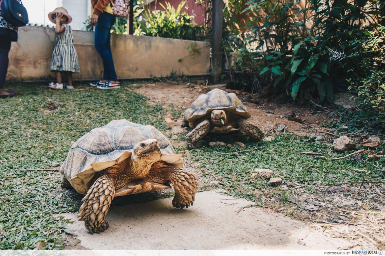 https://mdw-travel-data-us-east-1.s3.amazonaws.com/img/country/Singapore/The-Live-Turtle-and-Tortoise-Museum/img_02.jpg