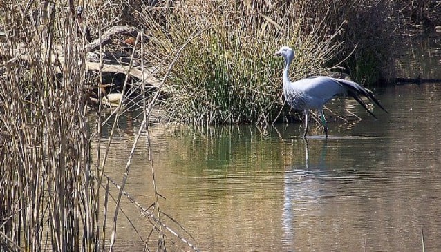 https://mdw-travel-data-us-east-1.s3.amazonaws.com/img/country/South-Africa/Austin-Roberts-Bird-Sanctuary/img_00.jpg