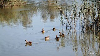 https://mdw-travel-data-us-east-1.s3.amazonaws.com/img/country/South-Africa/Austin-Roberts-Bird-Sanctuary/img_02.jpg