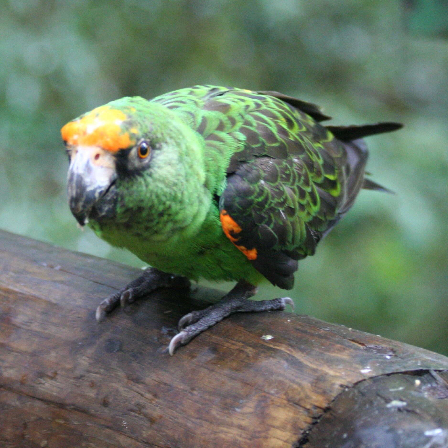 https://mdw-travel-data-us-east-1.s3.amazonaws.com/img/country/South-Africa/Birds-of-Eden/img_00.jpg