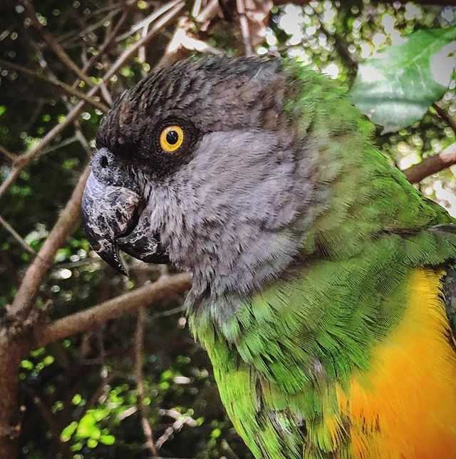 https://mdw-travel-data-us-east-1.s3.amazonaws.com/img/country/South-Africa/Birds-of-Eden/img_01.jpg