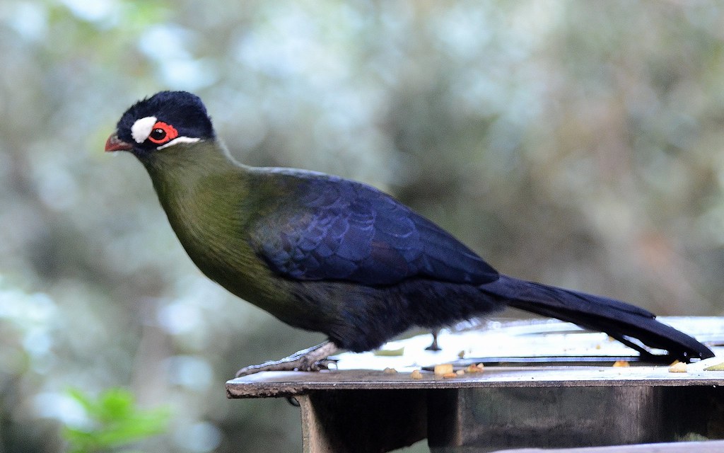 https://mdw-travel-data-us-east-1.s3.amazonaws.com/img/country/South-Africa/Birds-of-Eden/img_02.jpg