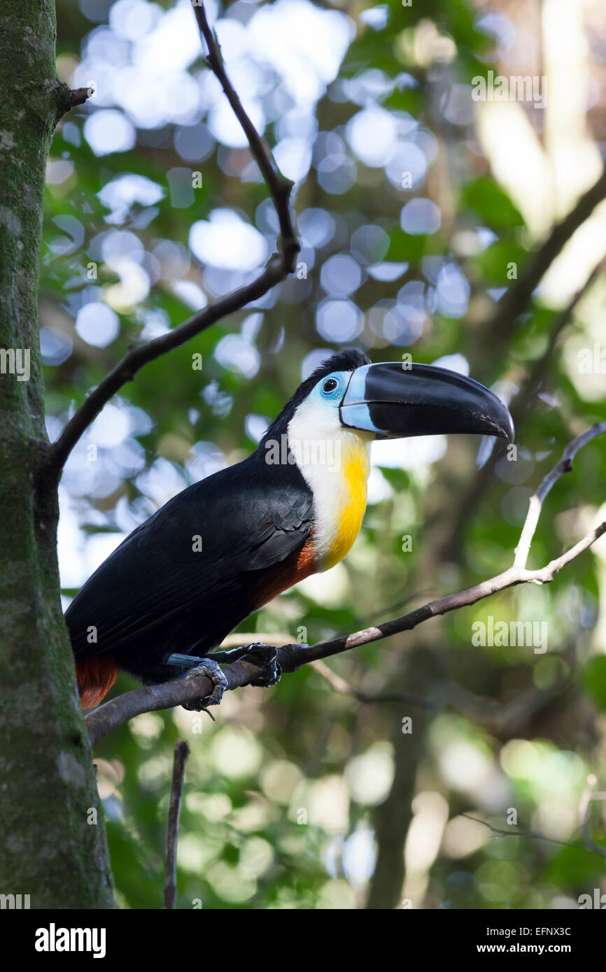 https://mdw-travel-data-us-east-1.s3.amazonaws.com/img/country/South-Africa/Birds-of-Eden/img_03.jpg