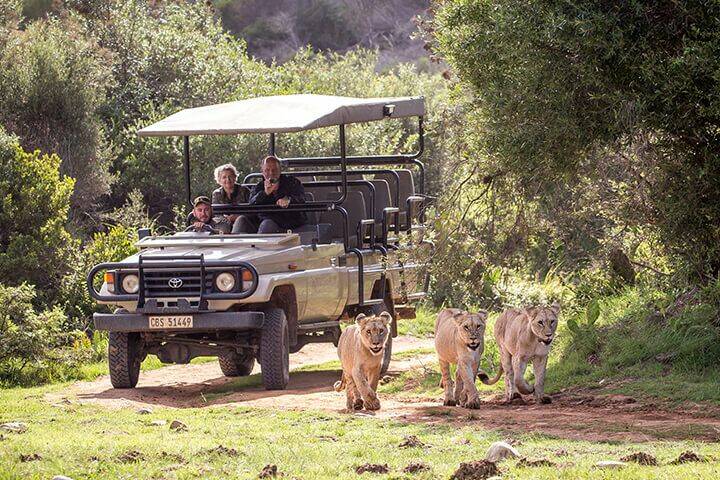 https://mdw-travel-data-us-east-1.s3.amazonaws.com/img/country/South-Africa/Botlierskop-Day-Safaris/img_03.jpg