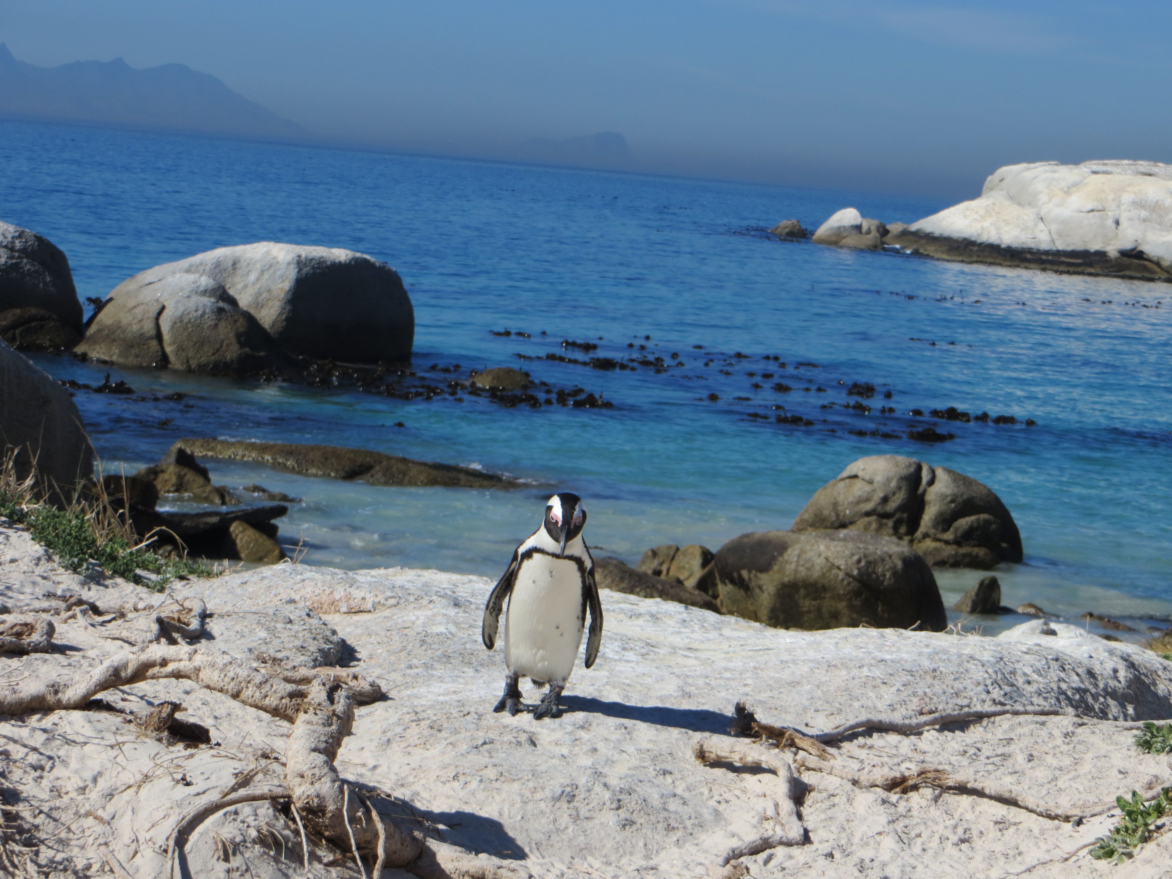 https://mdw-travel-data-us-east-1.s3.amazonaws.com/img/country/South-Africa/Boulders-Beach/img_03.jpg