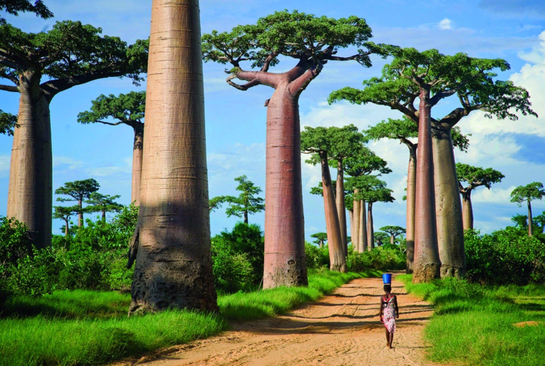 https://mdw-travel-data-us-east-1.s3.amazonaws.com/img/country/South-Africa/Bushmans-Baobabs/img_00.jpg