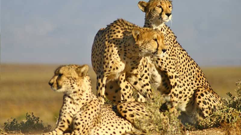 https://mdw-travel-data-us-east-1.s3.amazonaws.com/img/country/South-Africa/Cheetah-Experience/img_03.jpg