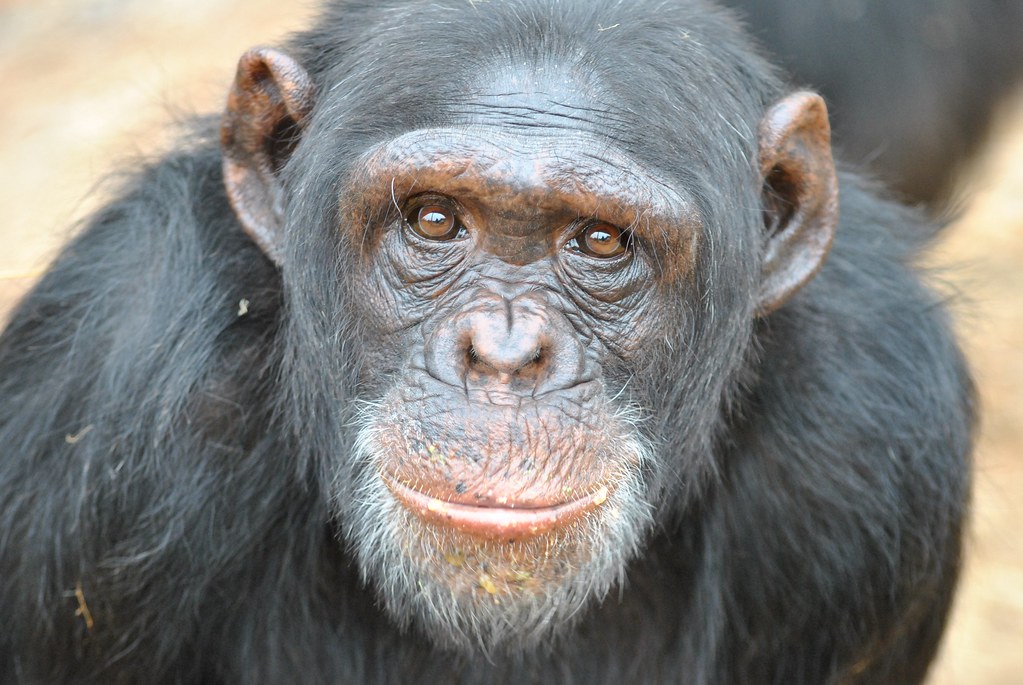 https://mdw-travel-data-us-east-1.s3.amazonaws.com/img/country/South-Africa/Chimpanzee-Eden/img_00.jpg