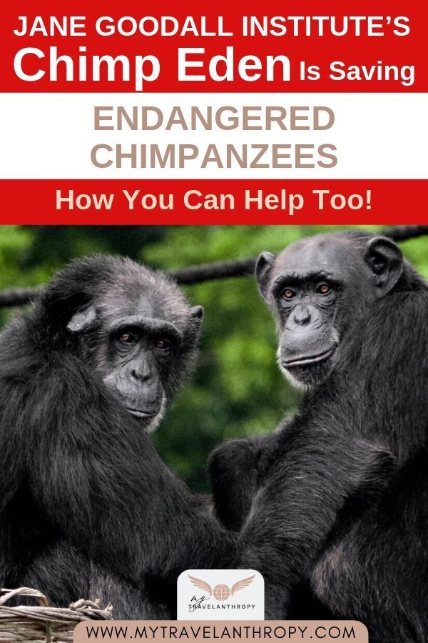 https://mdw-travel-data-us-east-1.s3.amazonaws.com/img/country/South-Africa/Chimpanzee-Eden/img_01.jpg