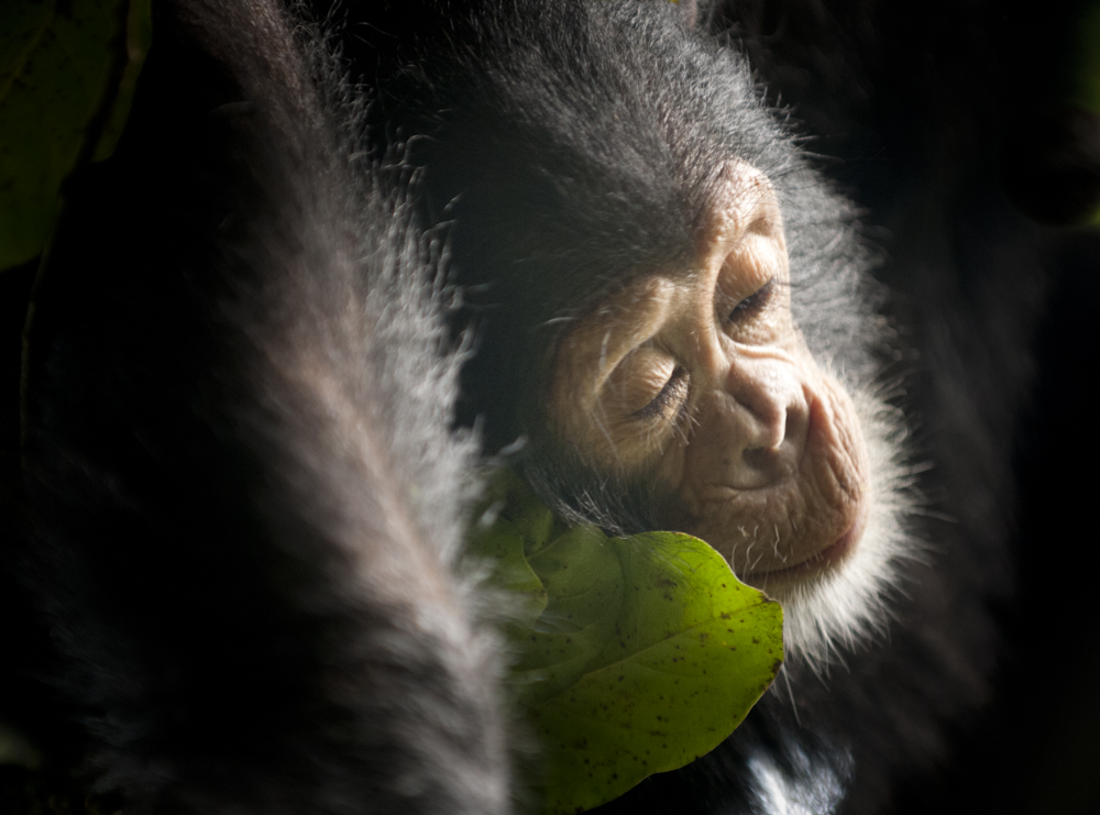 https://mdw-travel-data-us-east-1.s3.amazonaws.com/img/country/South-Africa/Chimpanzee-Eden/img_02.jpg