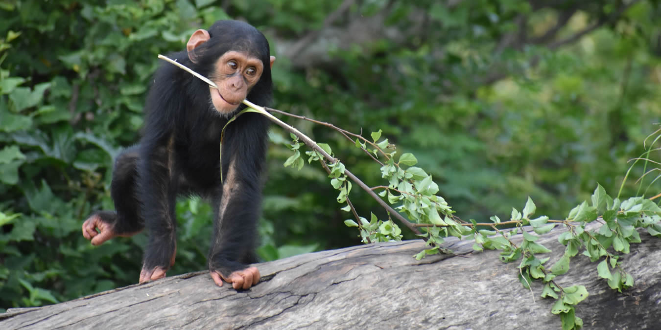https://mdw-travel-data-us-east-1.s3.amazonaws.com/img/country/South-Africa/Chimpanzee-Eden/img_03.jpg