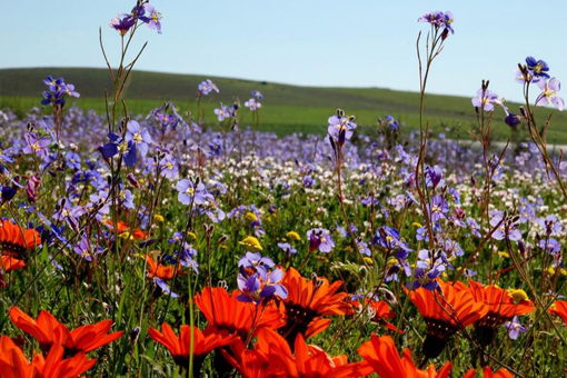 https://mdw-travel-data-us-east-1.s3.amazonaws.com/img/country/South-Africa/Darling-Wildflower-Show/img_01.jpg