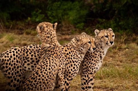 https://mdw-travel-data-us-east-1.s3.amazonaws.com/img/country/South-Africa/De-Wildt-Cheetah-and-Wildlife-Centre/img_01.jpg