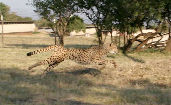 https://mdw-travel-data-us-east-1.s3.amazonaws.com/img/country/South-Africa/De-Wildt-Cheetah-and-Wildlife-Centre/img_03.jpg
