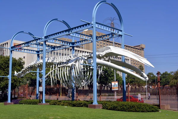 https://mdw-travel-data-us-east-1.s3.amazonaws.com/img/country/South-Africa/Ditsong-National-Museum-of-Natural-History/img_03.jpg