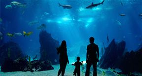 https://mdw-travel-data-us-east-1.s3.amazonaws.com/img/country/South-Africa/East-London-Aquarium/img_00.jpg