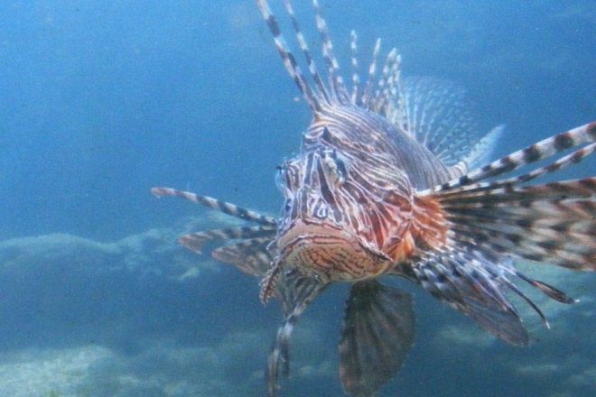 https://mdw-travel-data-us-east-1.s3.amazonaws.com/img/country/South-Africa/East-London-Aquarium/img_03.jpg