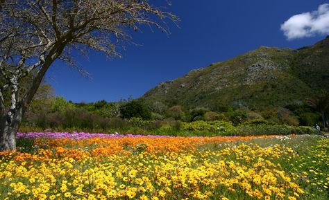 https://mdw-travel-data-us-east-1.s3.amazonaws.com/img/country/South-Africa/Free-State-National-Botanical-Garden/img_01.jpg