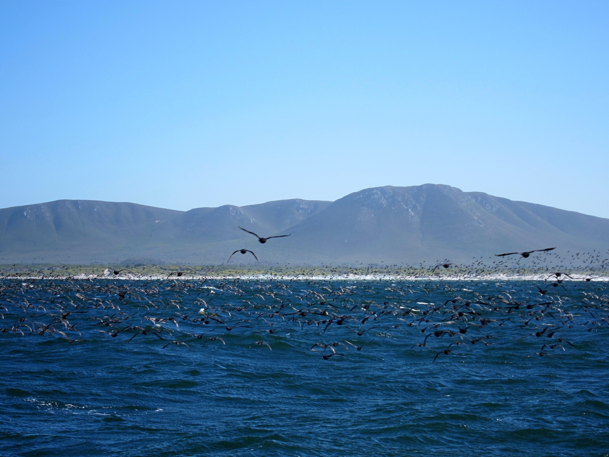 https://mdw-travel-data-us-east-1.s3.amazonaws.com/img/country/South-Africa/Gansbaai/img_01.jpg